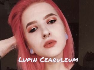 Lupin_Cearuleum